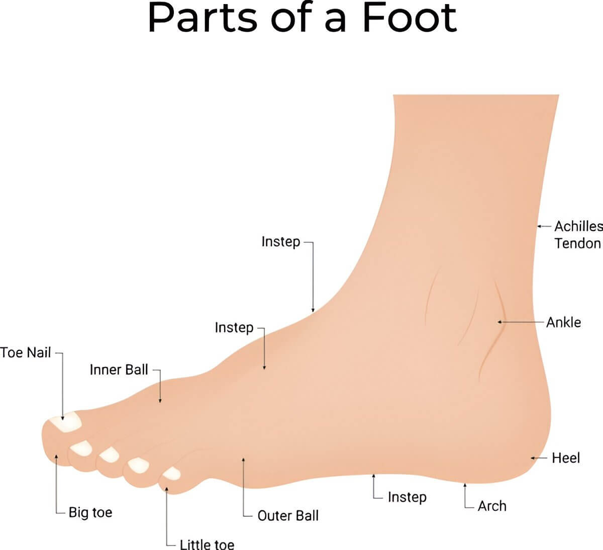 Parts Of A Foot