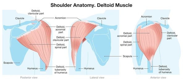 Shoulder anatomy, rapid physiocare