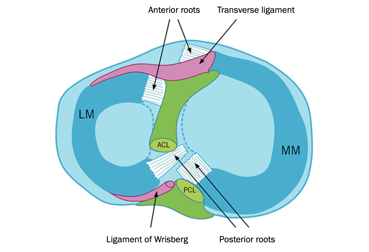 Transverse