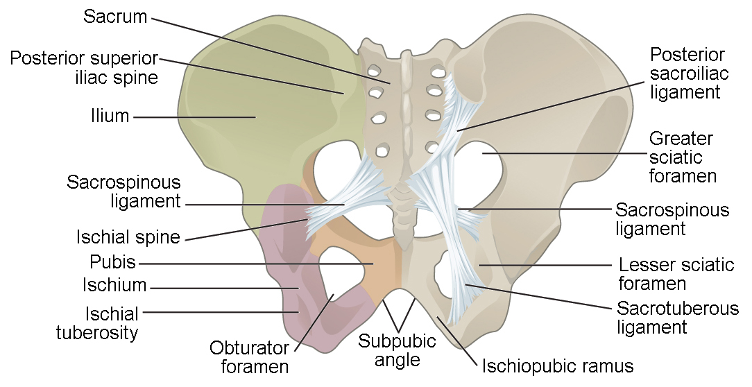 6 Resources For Pelvic Girdle Pain And Coccydynia Management