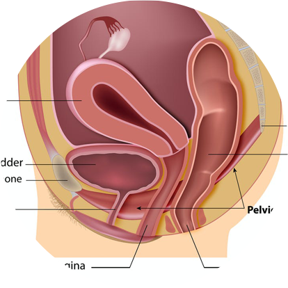 Causes of Urinary Incontinence in Females