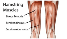 Harmstring Muscles