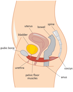 Stress incontinence