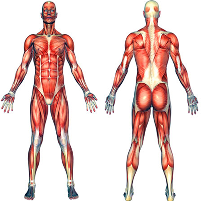 Musculoskeletal Disorders