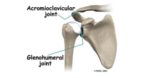 Glenohumeral and Acromioclavicular joint